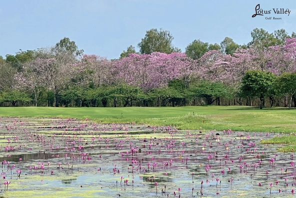 Lotus Valley Golf Resort flower nature and body of water