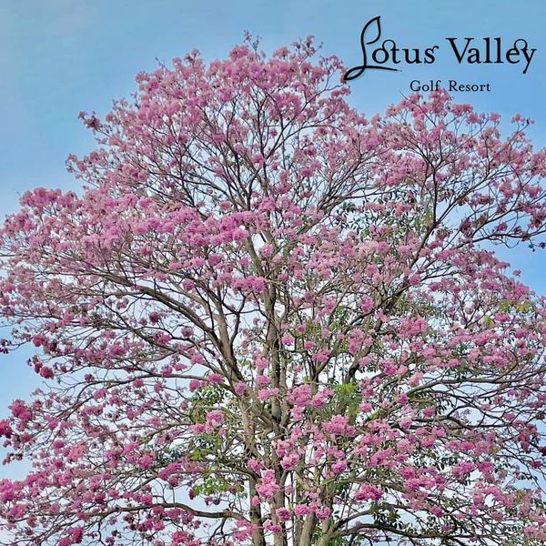 Lotus Valley Golf Resort flower tree nature and text