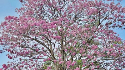 ซากุระเมืองไทยหรือต้นชมพูพันธุ์ทิพย์ เริ่มผลิดอกให้ได้ชมความสวยงามแล้ว  และจะบานสะพรั่งที่สนามกอล์ฟ โลตัส วัลเล่ย์ ตลอดทั้งเดือนกุมภาพันธ์ 2565 ท่านใดต้องการมาชมบรรยากาศและธรรมชาติแบบนี้ รีบจองมาออกรอบได้เลยนะคะ