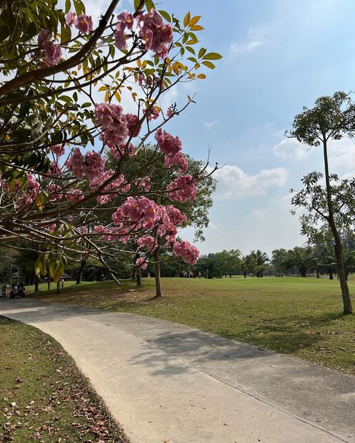 The Pine Golf Club flower tree and nature