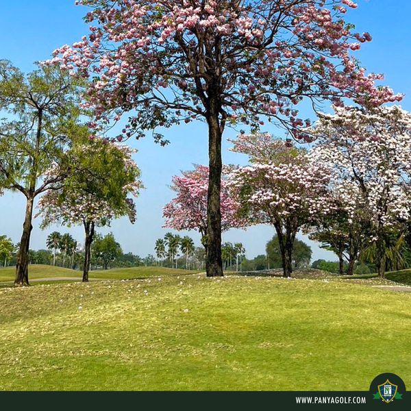 Panya Indra Golf Club flower nature and tree