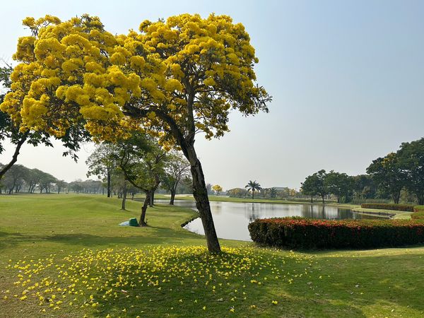 The Royal Golf amp Country Club flower grass tree and nature
