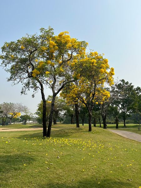 The Royal Golf amp Country Club flower nature and tree