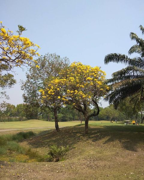 The Pine Golf Club 3 people tree and nature