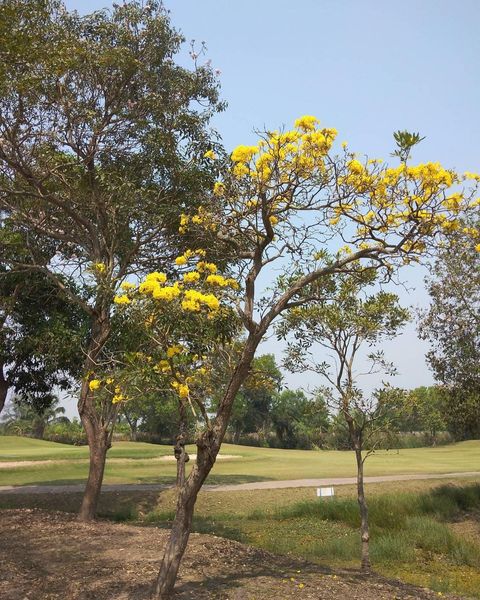 The Pine Golf Club flower tree and nature