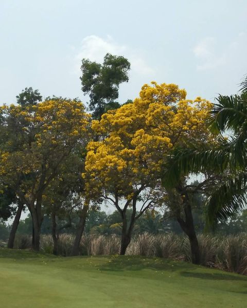 The Pine Golf Club tree and nature
