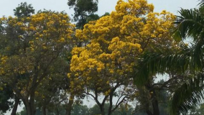Our yellow Sakur