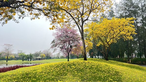 The Royal Golf amp Country Club flower nature tree and grass