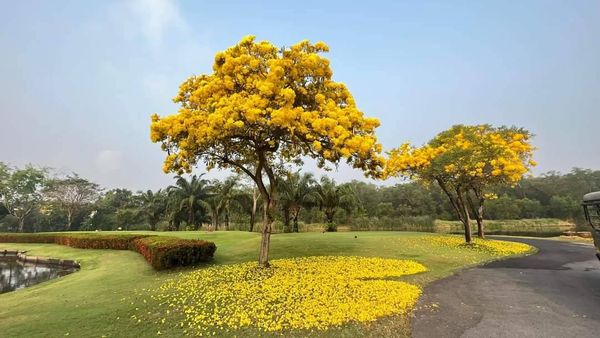 The Royal Golf amp Country Club ดอกไม้ ธรรมชาติ และ ต้นไม้
