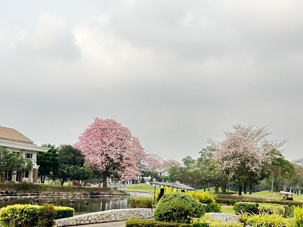 The Royal Golf amp Country Club flower tree and nature