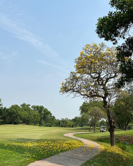 The Pine Golf Club flower grass tree and nature