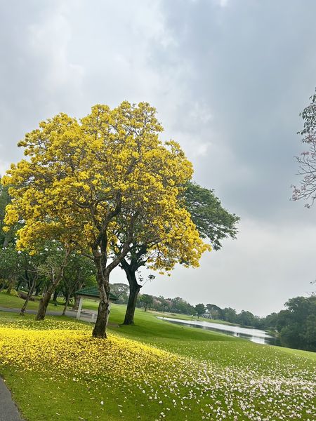 The Royal Golf amp Country Club flower grass nature and tree
