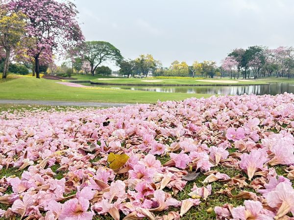 The Royal Golf amp Country Club flower nature and tree