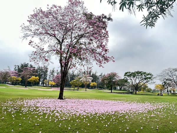 The Royal Golf amp Country Club flower tree and nature