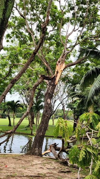 Krungthep Kreetha tree golf course and grass