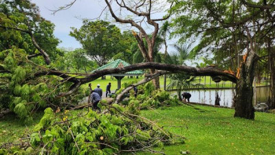 เมื่อวาน 25/4/66 พายุและฝนกระหน่ำกทมอย่างรุนแรง หลายพื้นที่ กรุงเทพกรีฑาโดนผลกระทบเช่นกัน ต้นไม้น้อยใหญ่ถูกพายุถอนราก ถอนโคน เสียหายหลายต้