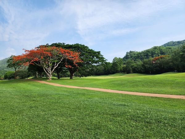 Bangpakong Riverside Country Club golf course grass and tree