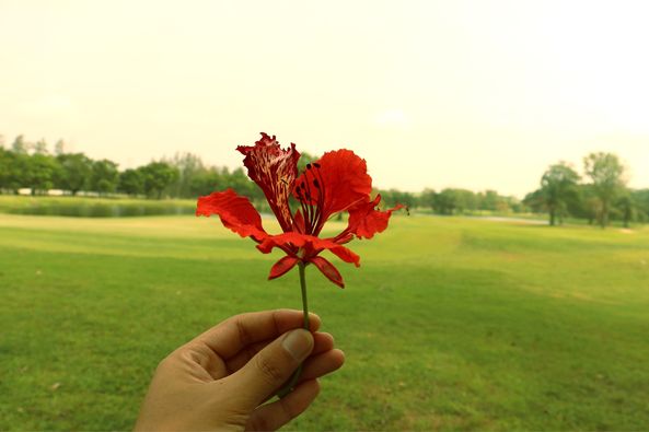 สนามกอล์ฟวินด์เซอร์ปาร์คฯ Windsor Park amp Golf Club Indian paintbrush and golf course
