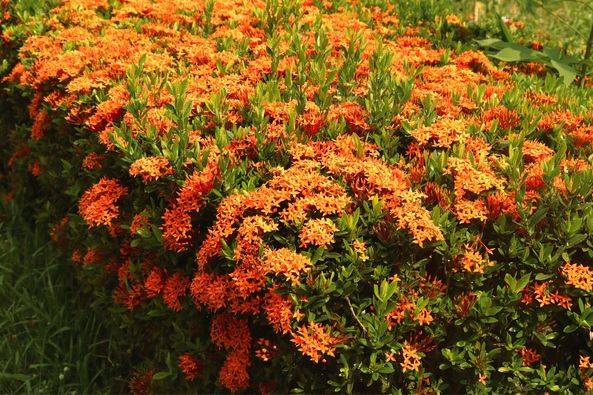 สนามกอล์ฟวินด์เซอร์ปาร์คฯ Windsor Park amp Golf Club flower and devilwood