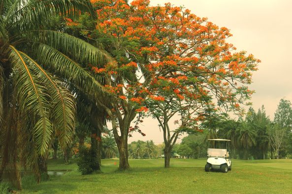 สนามกอล์ฟวินด์เซอร์ปาร์คฯ Windsor Park amp Golf Club golf golf cart and golf course