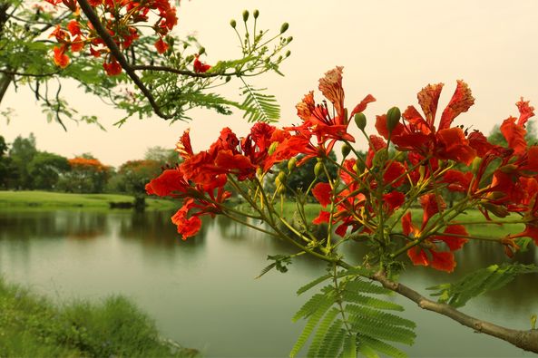 สนามกอล์ฟวินด์เซอร์ปาร์คฯ Windsor Park amp Golf Club nature-4
