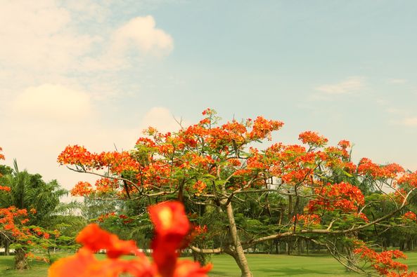 สนามกอล์ฟวินด์เซอร์ปาร์คฯ Windsor Park amp Golf Club nature