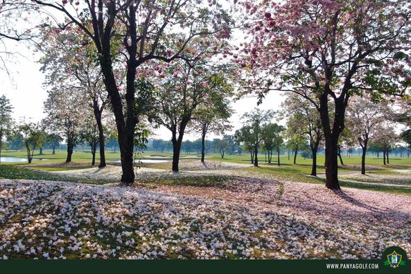 Panya Indra Golf Club golf jacaranda golf course tree and grass