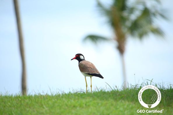 Thai Country Club wading bird and text