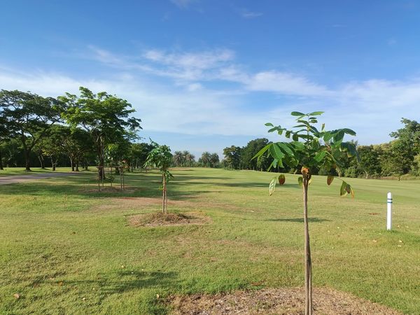 Bangpakong Riverside Country Club grass and tree-4