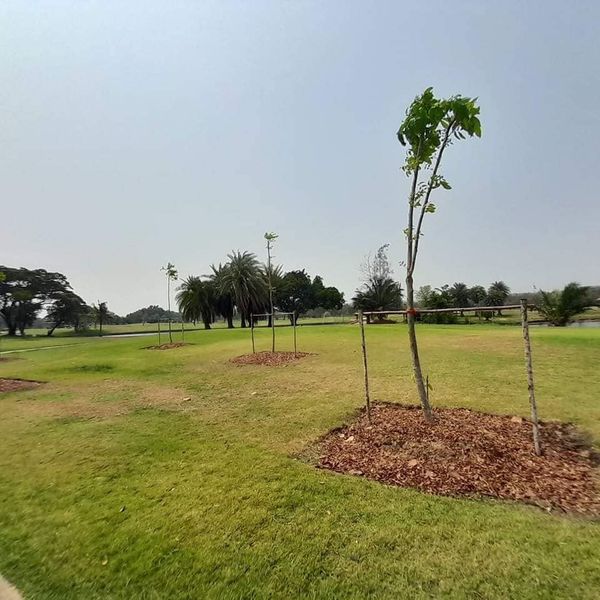 Bangpakong Riverside Country Club grass and tree-5