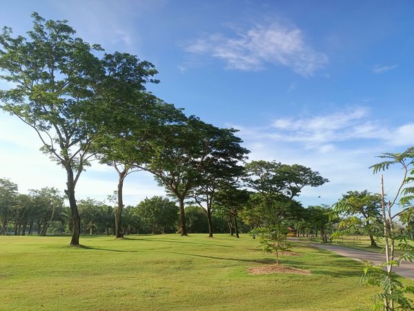Bangpakong Riverside Country Club grass and tree