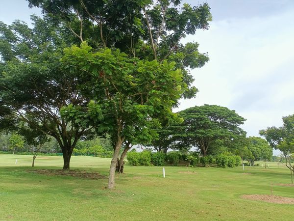 Bangpakong Riverside Country Club golf course tree and grass