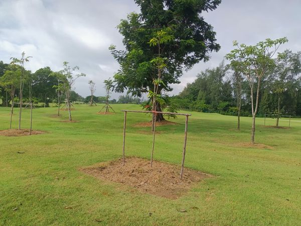 Bangpakong Riverside Country Club tree