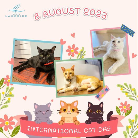 Royal Lakeside Golf Club cat and LAKESIDE 8 AUGUST 2023 INTERNATIONAL CAT DAY