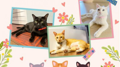 #วันแมวโลก International Cat Day 8 สิงหาคม 2566 เพื่อกระตุ้นความตระหนักรู้เกี่ยวกับแมว และเรียนรู้เกี่ยวกับการช่วยเหลือ และพิทักษ์รักษาแมว