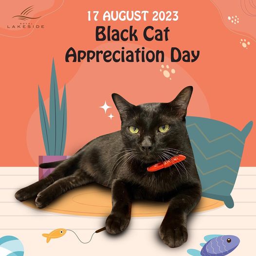 Royal Lakeside Golf Club LAKESIDE 17 AUGUST 2023 Black Cat Appreciation Day