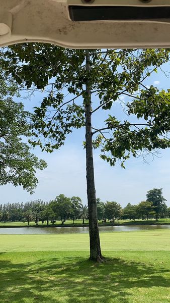 The Pine Golf Club golf golf cart tree and golf course