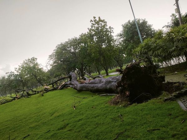 Krungthep Kreetha nbsp tree and grass