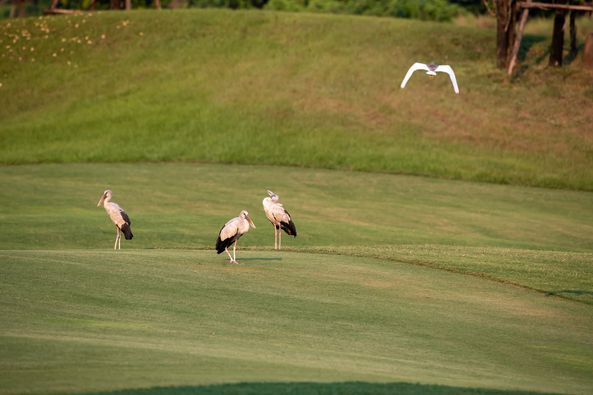 Nikanti Golf Club Nakhon Pathom nbsp golf and golf course