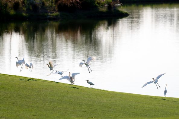 Nikanti Golf Club Nakhon Pathom nbsp sea bird swan American purple gallinule wading bird goose and golf course