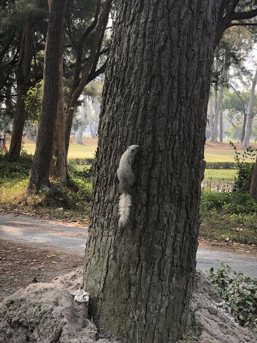 Lanna Golf Club Maltese tree and outdoors
