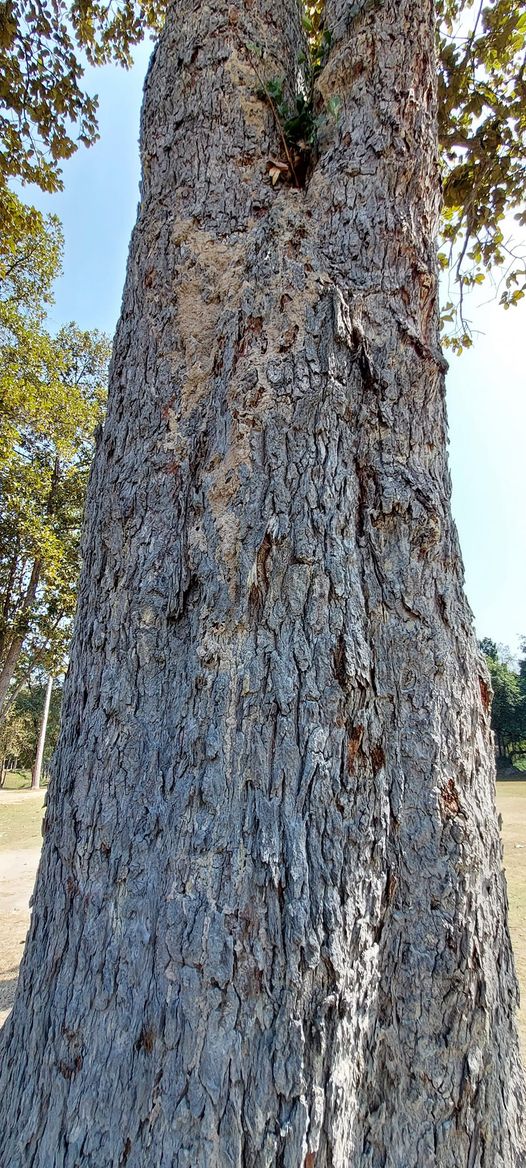 Lanna Golf Club tree and nature