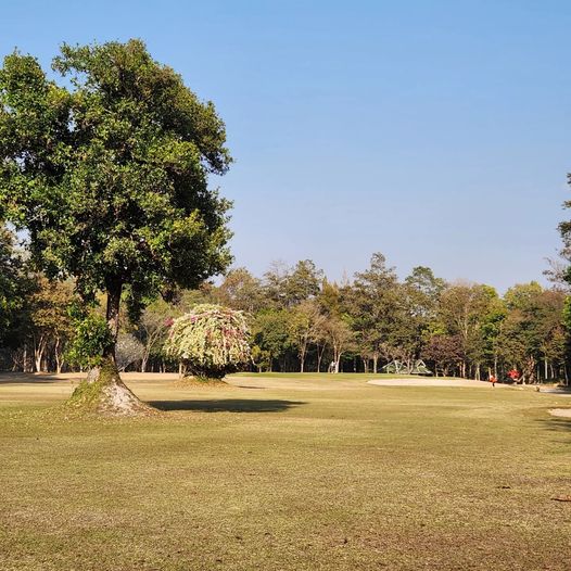 Lanna Golf Club grass tree and nature