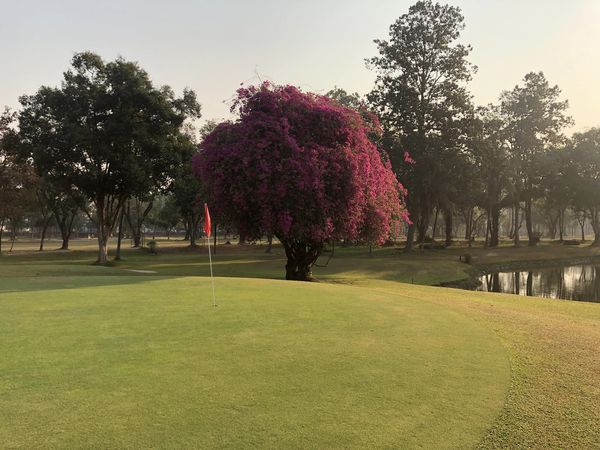 Lanna Golf Club flower nature tree and grass