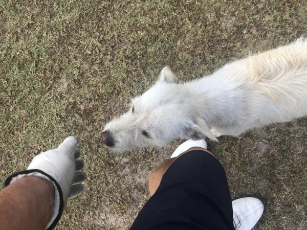 Lanna Golf Club dog