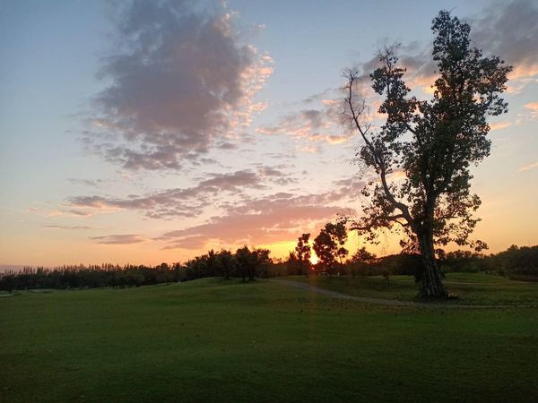 สนามกอล์ฟหริภุญชัย กอล์ฟคลับ golf tree golf course twilight and horizon