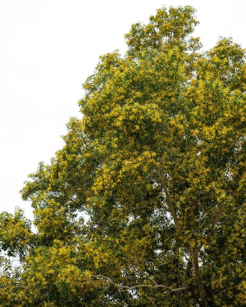 Kirimaya Khao Yai devilwood and tree