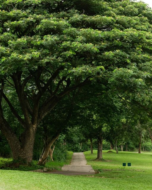 Kirimaya Khao Yai tree