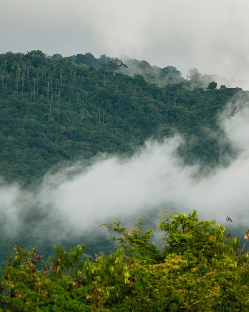 Kirimaya Khao Yai fog and nature