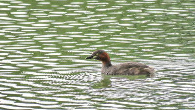 Little Grebe in a lake at 11th green. A natural habitat in Khao Yai Country Club